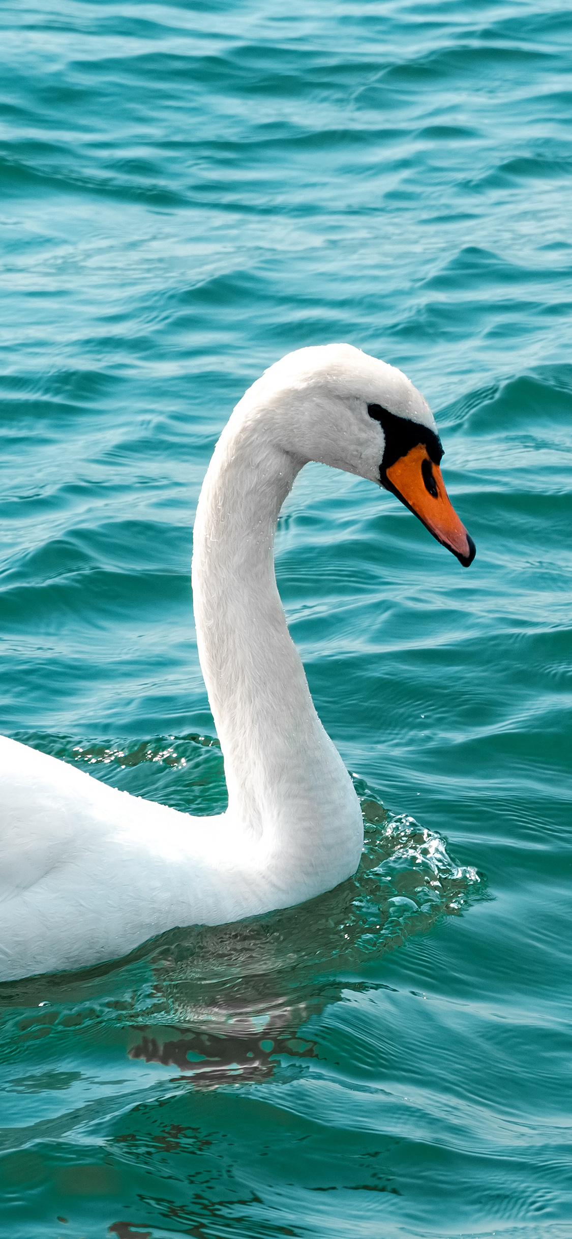 [2436×1125]天鹅 水禽 水面 湖水 苹果手机壁纸图片
