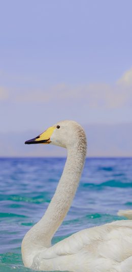 [2436x1125]天鹅 水禽 水面 羽毛 翅膀 苹果手机壁纸图片