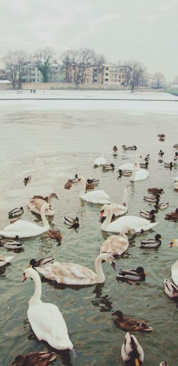 [2436x1125]天鹅 水禽 水面 鸭子 苹果手机壁纸图片
