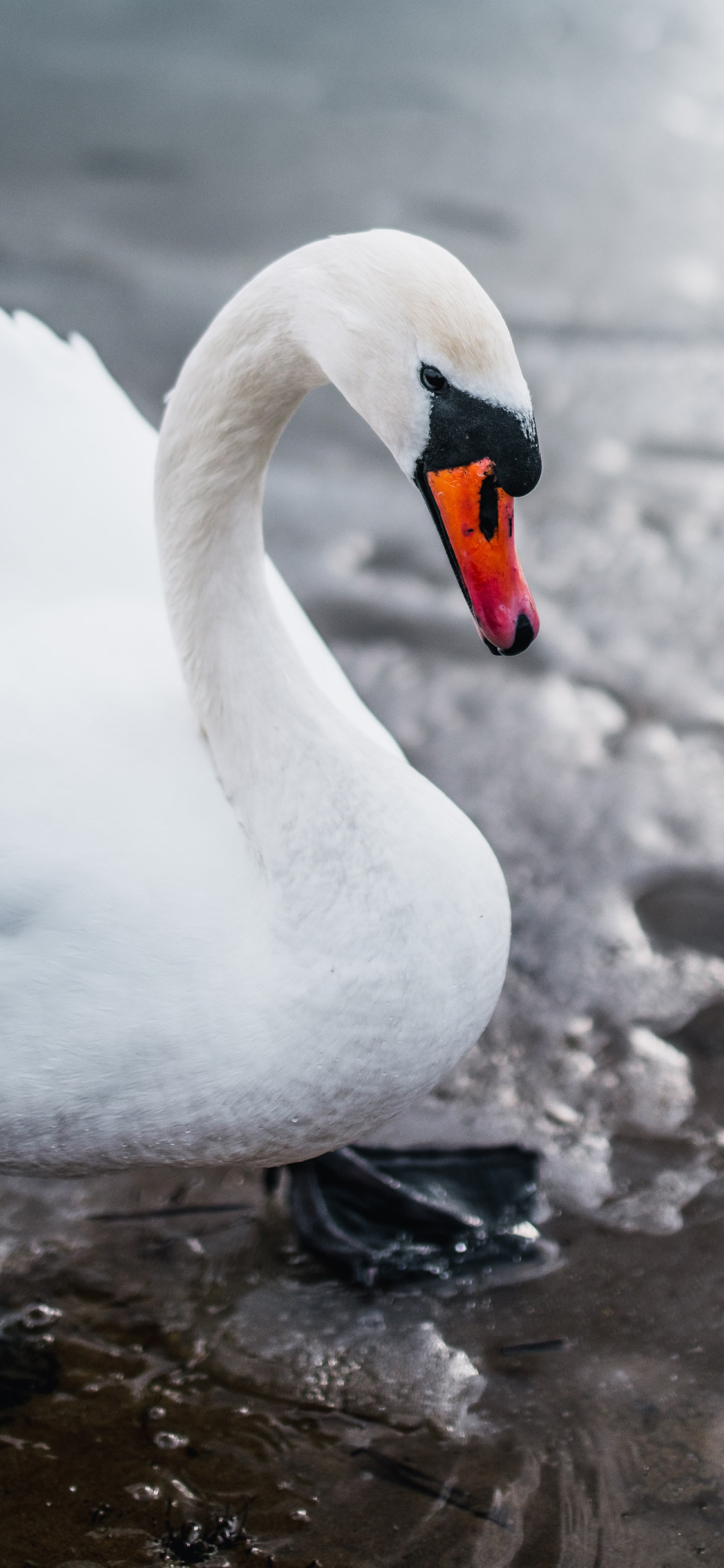 [2436×1125]天鹅 水禽 羽毛 岸边 苹果手机壁纸图片