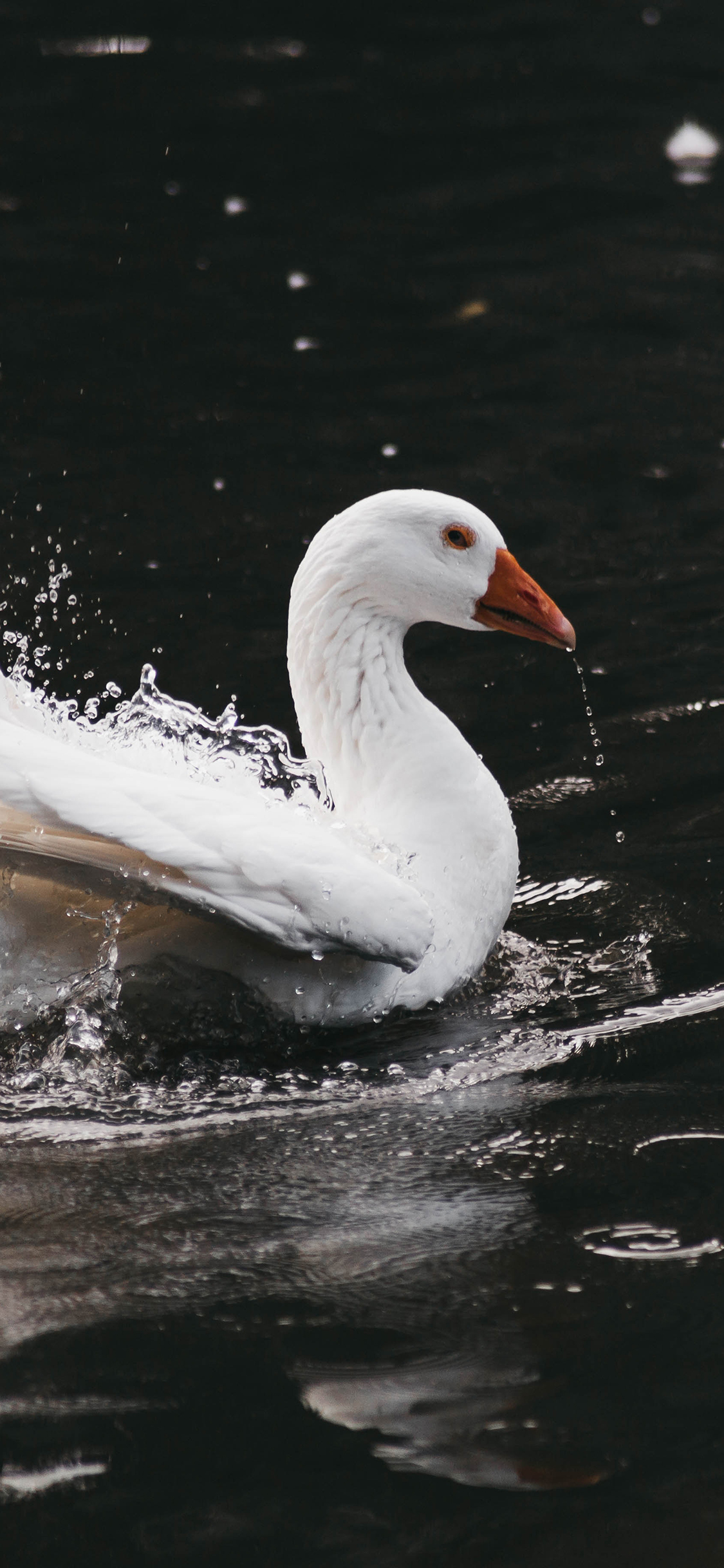 [2436×1125]天鹅 水面 游荡 禽类 苹果手机壁纸图片