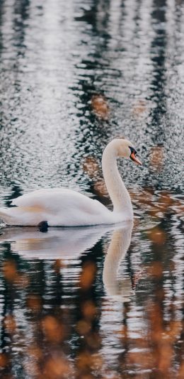 [2436x1125]天鹅 水面 湖面 游动 水禽 苹果手机壁纸图片