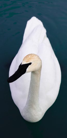 [2436x1125]天鹅 水面 羽毛 禽类 苹果手机壁纸图片