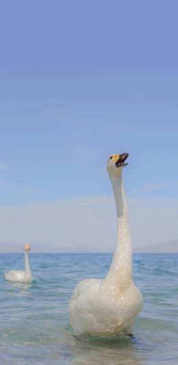 [2436x1125]天鹅 水面 蓝色 羽毛 苹果手机壁纸图片