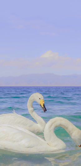[2436x1125]天鹅 水面 蓝色 羽毛 大海 海水 海洋 苹果手机壁纸图片