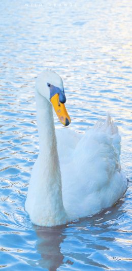 [2436x1125]天鹅 水面 蓝色 羽毛 水禽 苹果手机壁纸图片