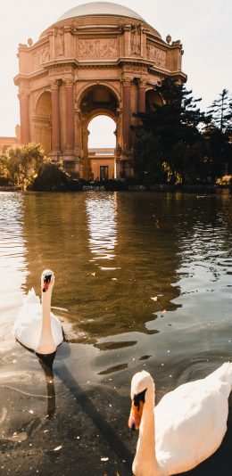 [2436x1125]天鹅 池塘 游禽 苹果手机壁纸图片