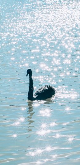 [2436x1125]天鹅 波光粼粼 湖水 蓝色 唯美 苹果手机壁纸图片