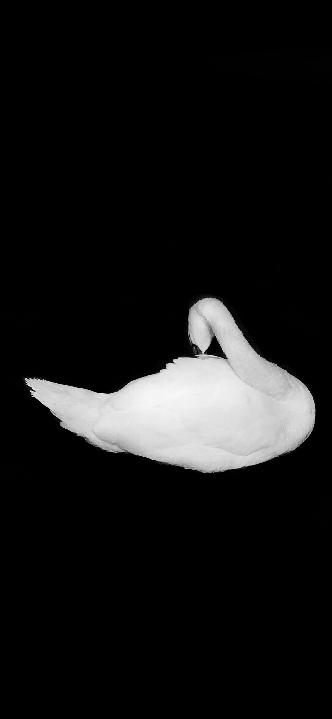 [2436×1125]天鹅 洁白 黑白 禽类 苹果手机壁纸图片