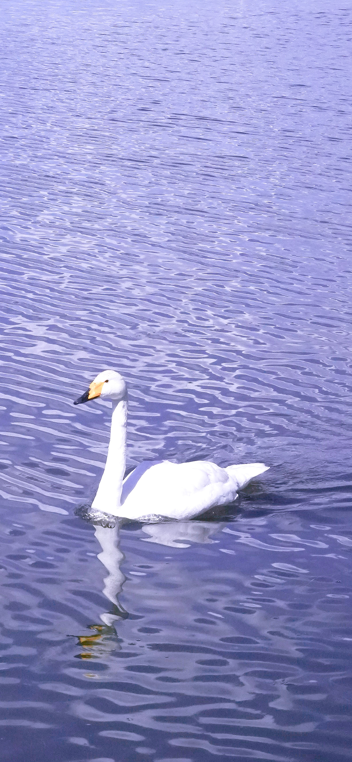 [2436×1125]天鹅 游水 倒影 湖水 蓝色 苹果手机壁纸图片