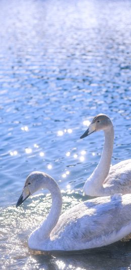 [2436x1125]天鹅 游水 水面 波光粼粼 苹果手机壁纸图片