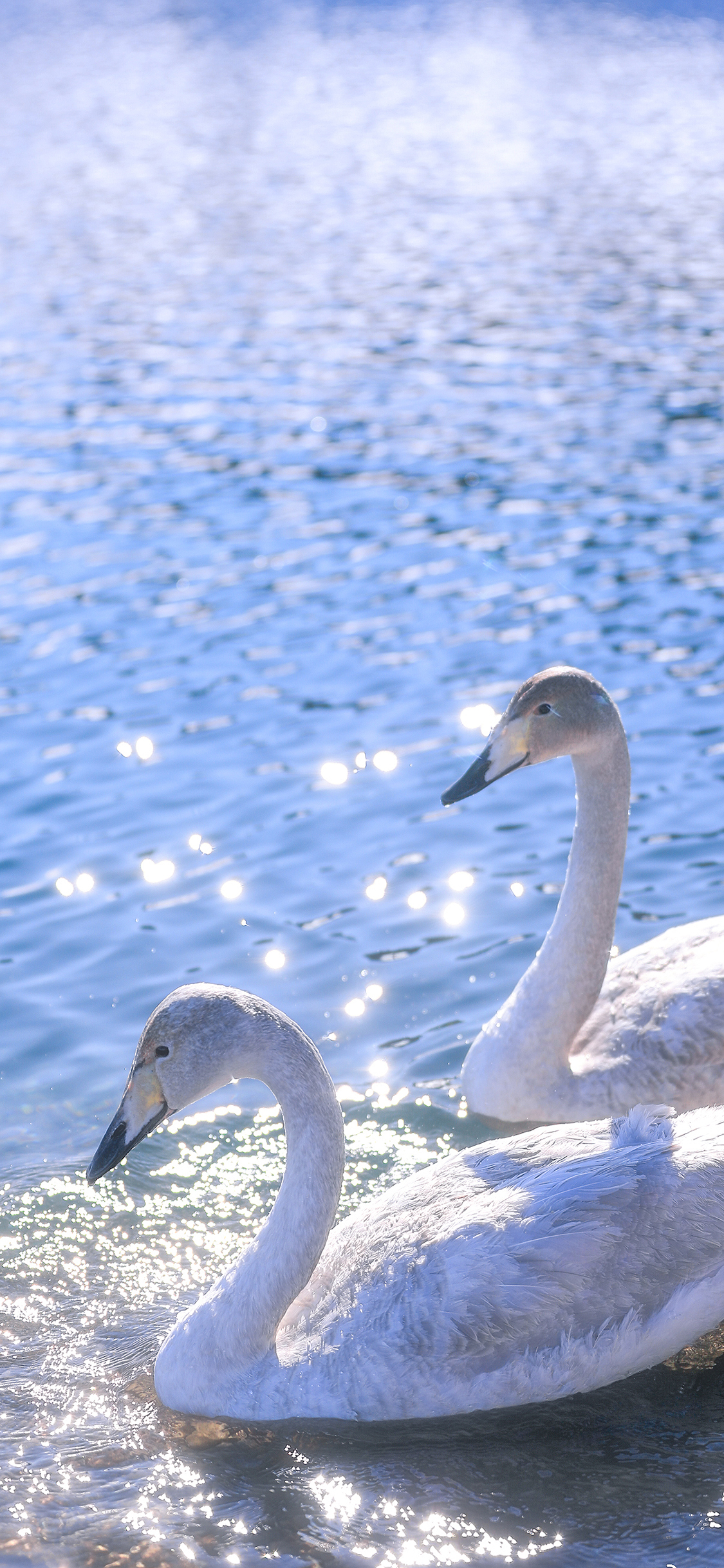 [2436×1125]天鹅 游水 水面 波光粼粼 苹果手机壁纸图片