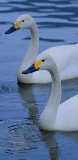[2436x1125]天鹅 游水 湖水 蓝色 羽毛 苹果手机壁纸图片