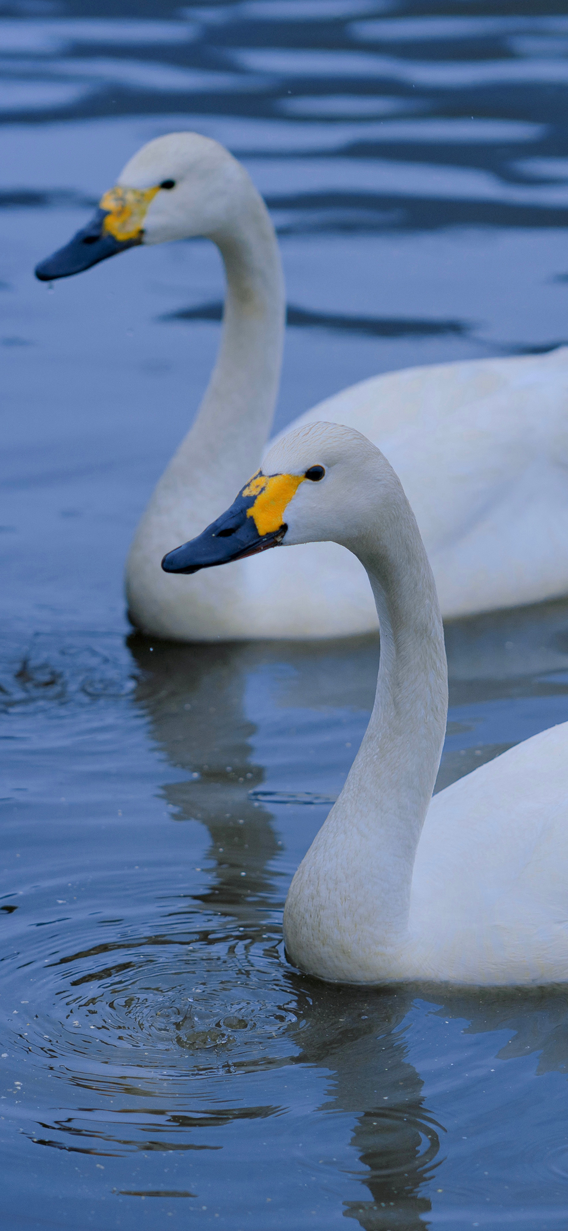 [2436×1125]天鹅 游水 湖水 蓝色 羽毛 苹果手机壁纸图片