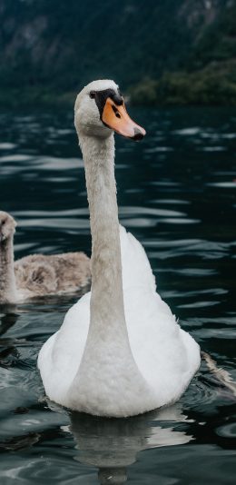 [2436x1125]天鹅 游禽 湖水 水面 苹果手机壁纸图片