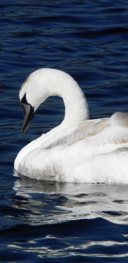 [2436x1125]天鹅 湖水  白色 蓝色 动物 苹果手机壁纸图片
