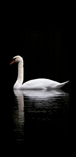 [2436x1125]天鹅 湖水 倒影 翅膀 羽毛 苹果手机壁纸图片