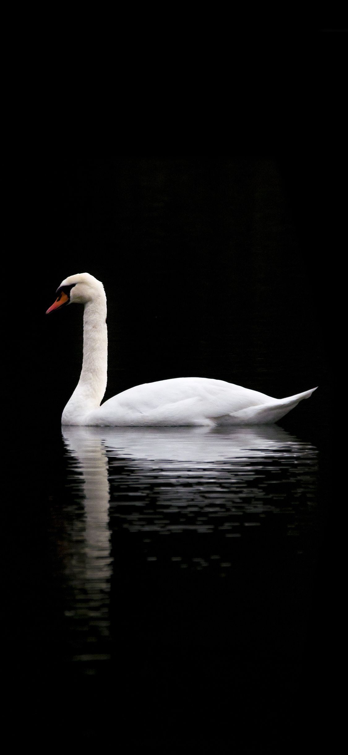 [2436×1125]天鹅 湖水 倒影 翅膀 羽毛 苹果手机壁纸图片