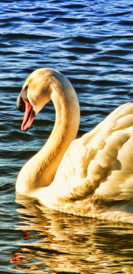 [2436x1125]天鹅 湖水 倒影 阳光 美丽 翅膀 羽毛 苹果手机壁纸图片