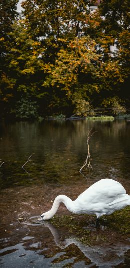 [2436x1125]天鹅 湖水 户外 水面 苹果手机壁纸图片