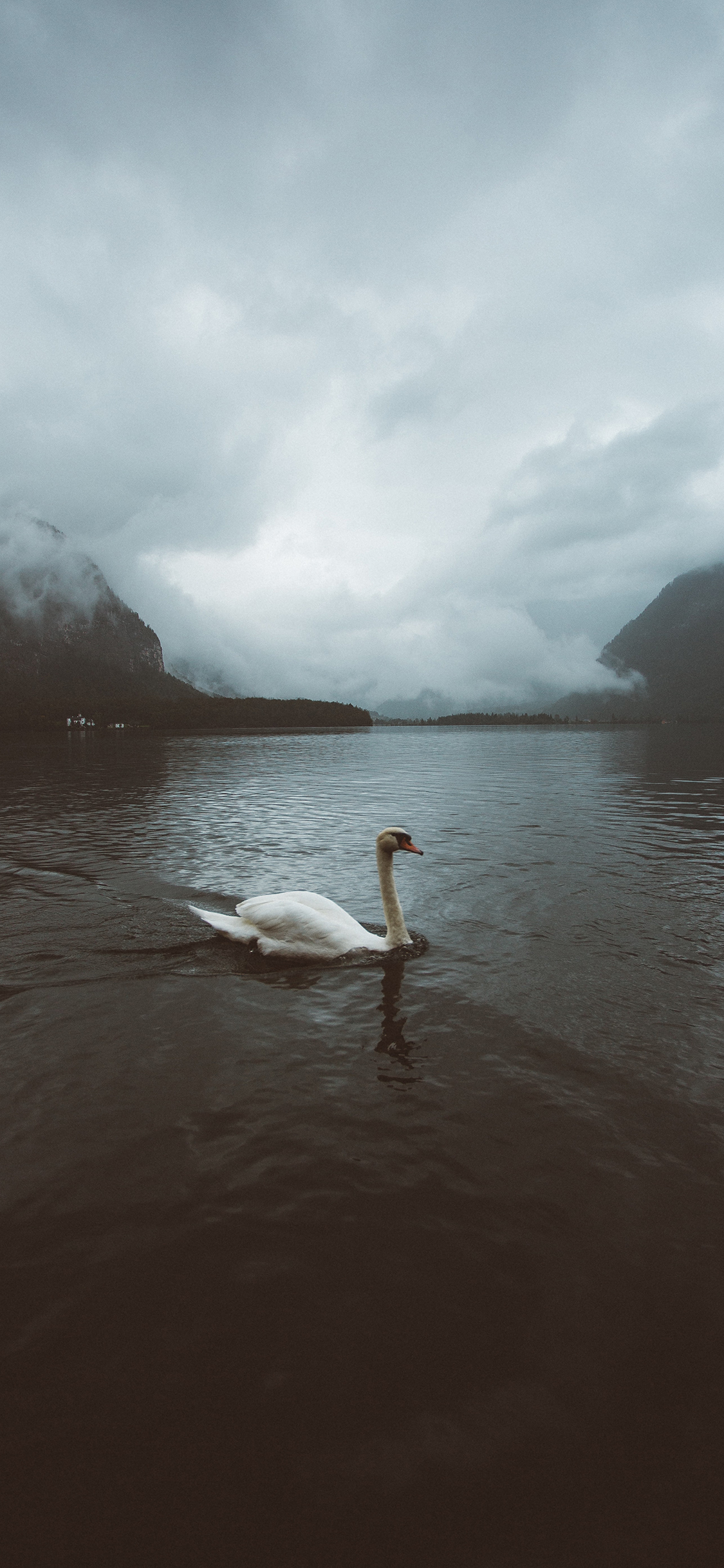 [2436×1125]天鹅 湖水 水面  翅膀 苹果手机壁纸图片