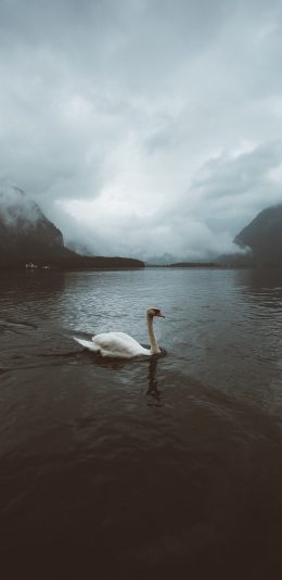 [2436x1125]天鹅 湖水 水面 荡漾 苹果手机壁纸图片