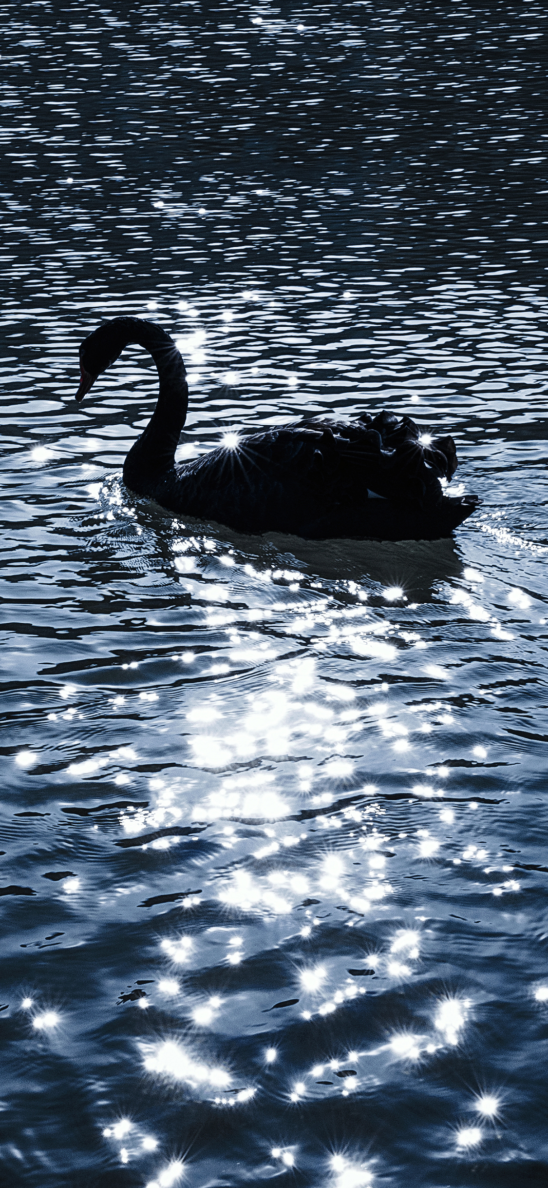 [2436×1125]天鹅 湖水 波光粼粼 唯美 苹果手机壁纸图片