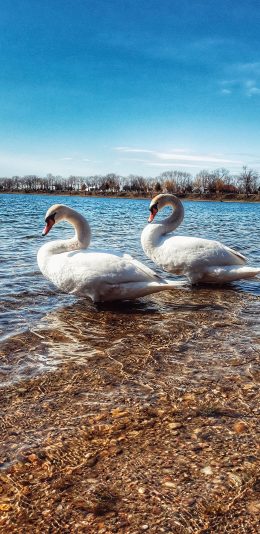 [2436x1125]天鹅 湖水 清澈 水禽 苹果手机壁纸图片