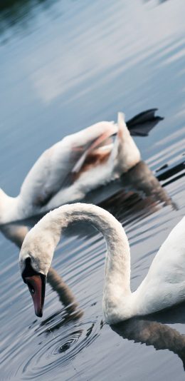[2436x1125]天鹅 湖水 游水 倒影 羽毛 苹果手机壁纸图片