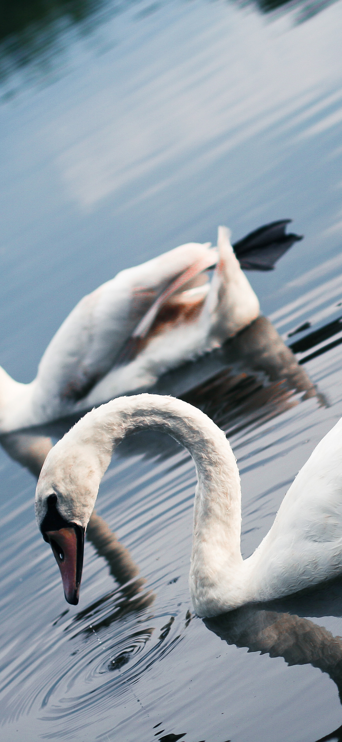 [2436×1125]天鹅 湖水 游水 倒影 羽毛 苹果手机壁纸图片