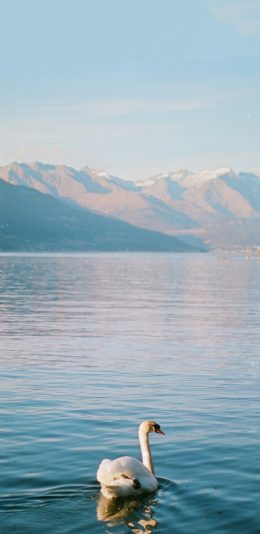 [2436x1125]天鹅 湖水 游水 山 苹果手机壁纸图片
