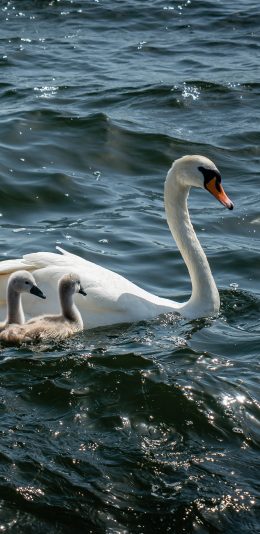[2436x1125]天鹅 湖水 游泳 幼崽 苹果手机壁纸图片