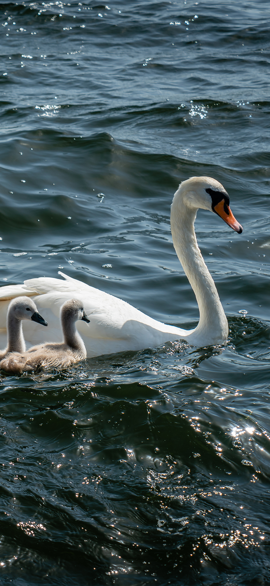 [2436×1125]天鹅 湖水 游泳 幼崽 苹果手机壁纸图片