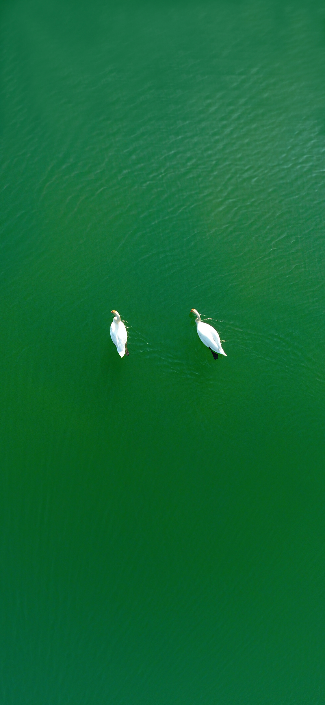 [2436×1125]天鹅 湖水 绿色 俯视 苹果手机壁纸图片