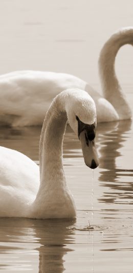 [2436x1125]天鹅 湖水 羽毛 美丽 苹果手机壁纸图片