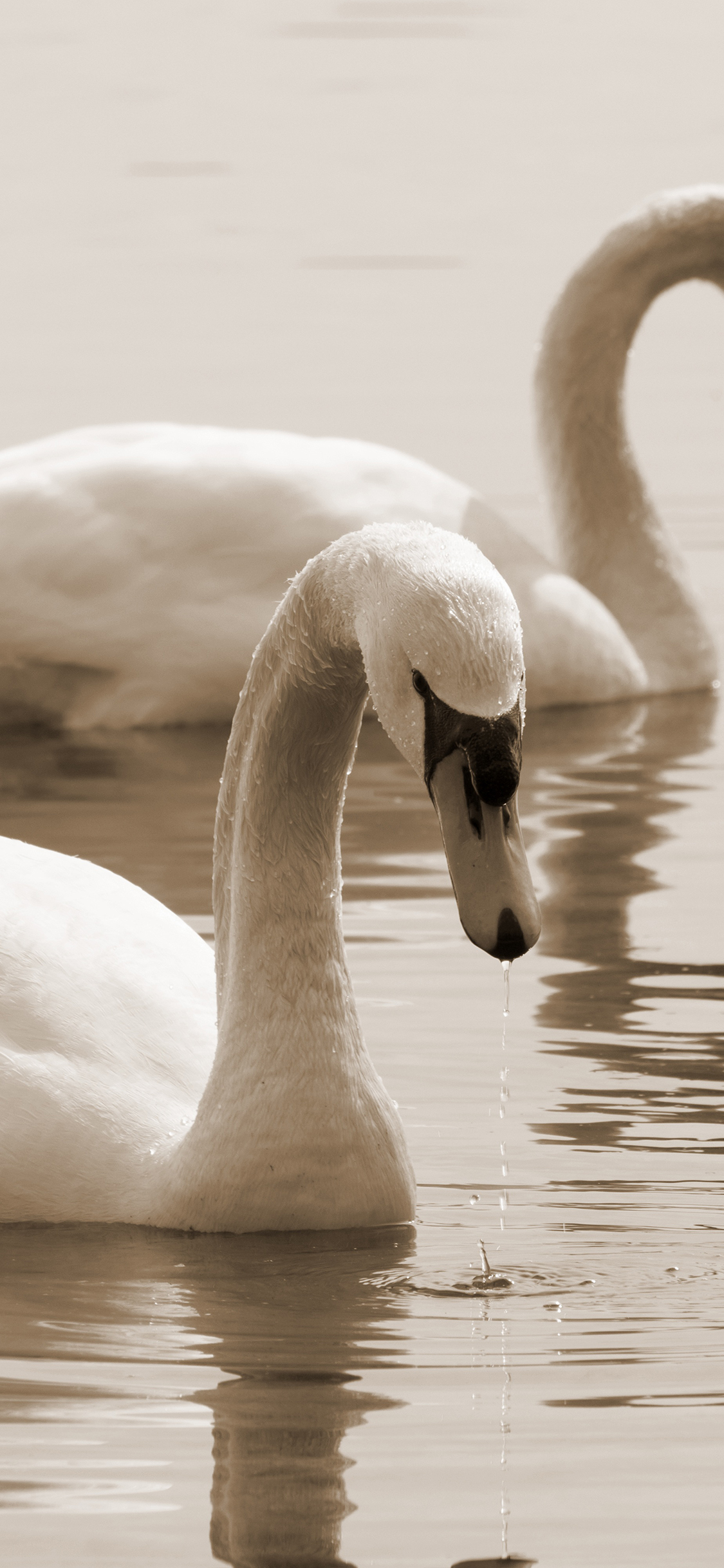[2436×1125]天鹅 湖水 羽毛 美丽 苹果手机壁纸图片