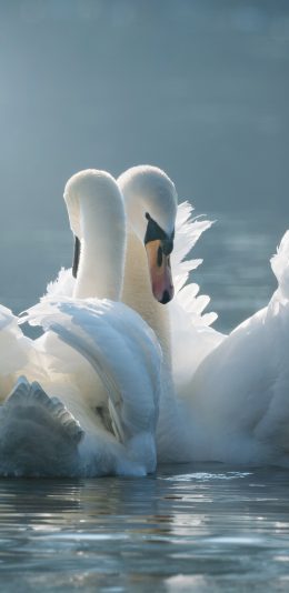 [2436x1125]天鹅 湖水 羽毛 翅膀 苹果手机壁纸图片