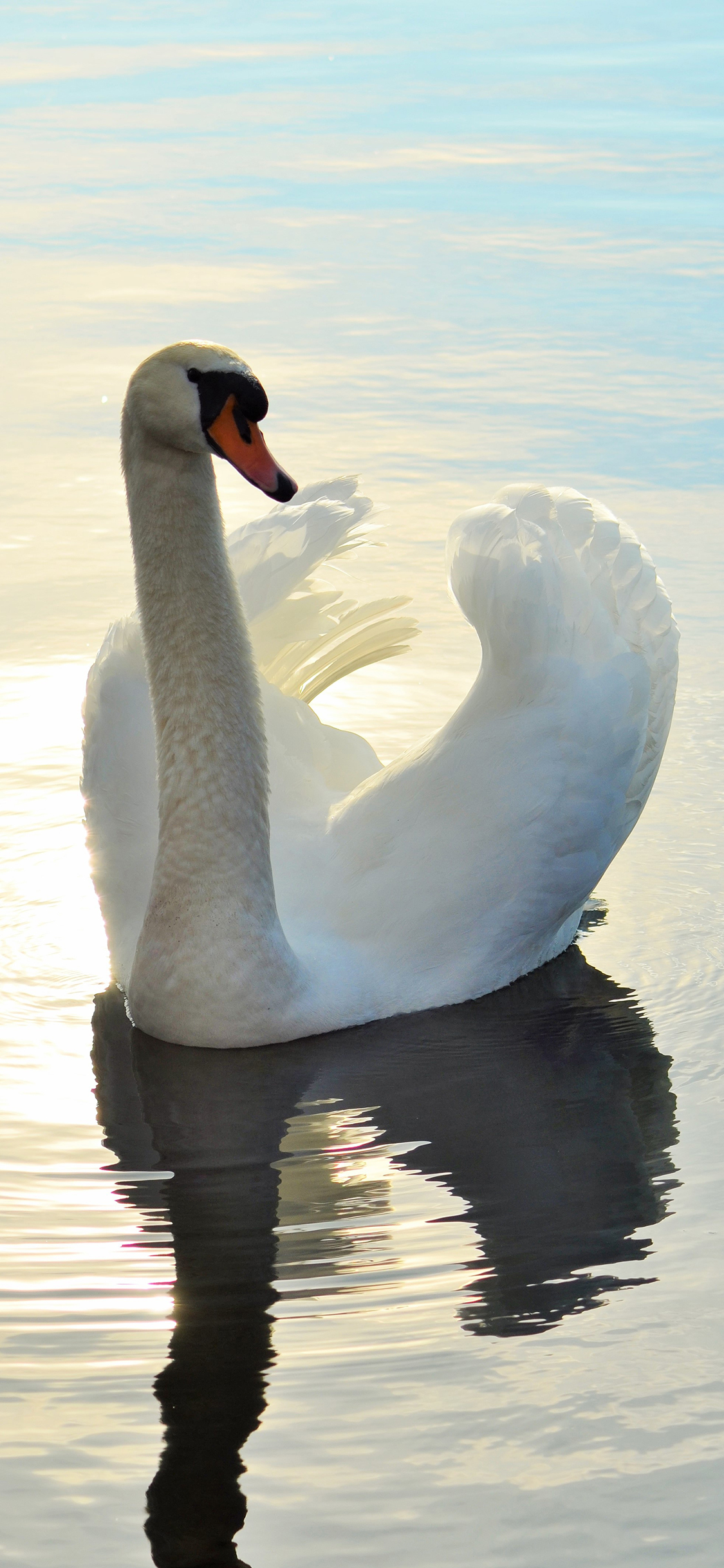 [2436×1125]天鹅 湖水 羽毛 翅膀 美丽 倒影 苹果手机壁纸图片
