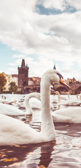 [2436x1125]天鹅 湖水 翅膀 游泳 苹果手机壁纸图片
