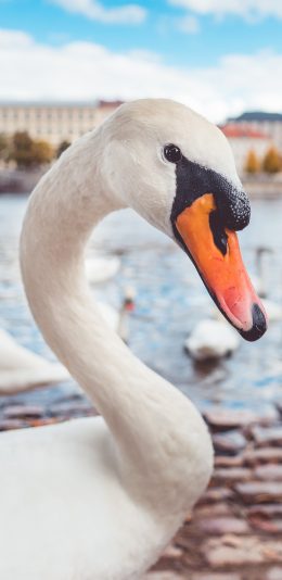 [2436x1125]天鹅 湖水 翅膀 特写 苹果手机壁纸图片