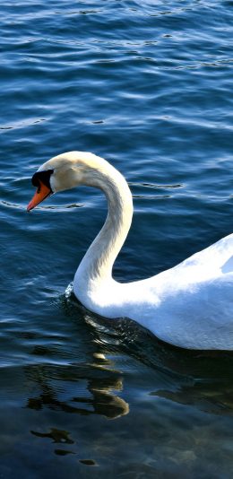 [2436x1125]天鹅 湖水 翅膀 羽毛 蓝色 苹果手机壁纸图片