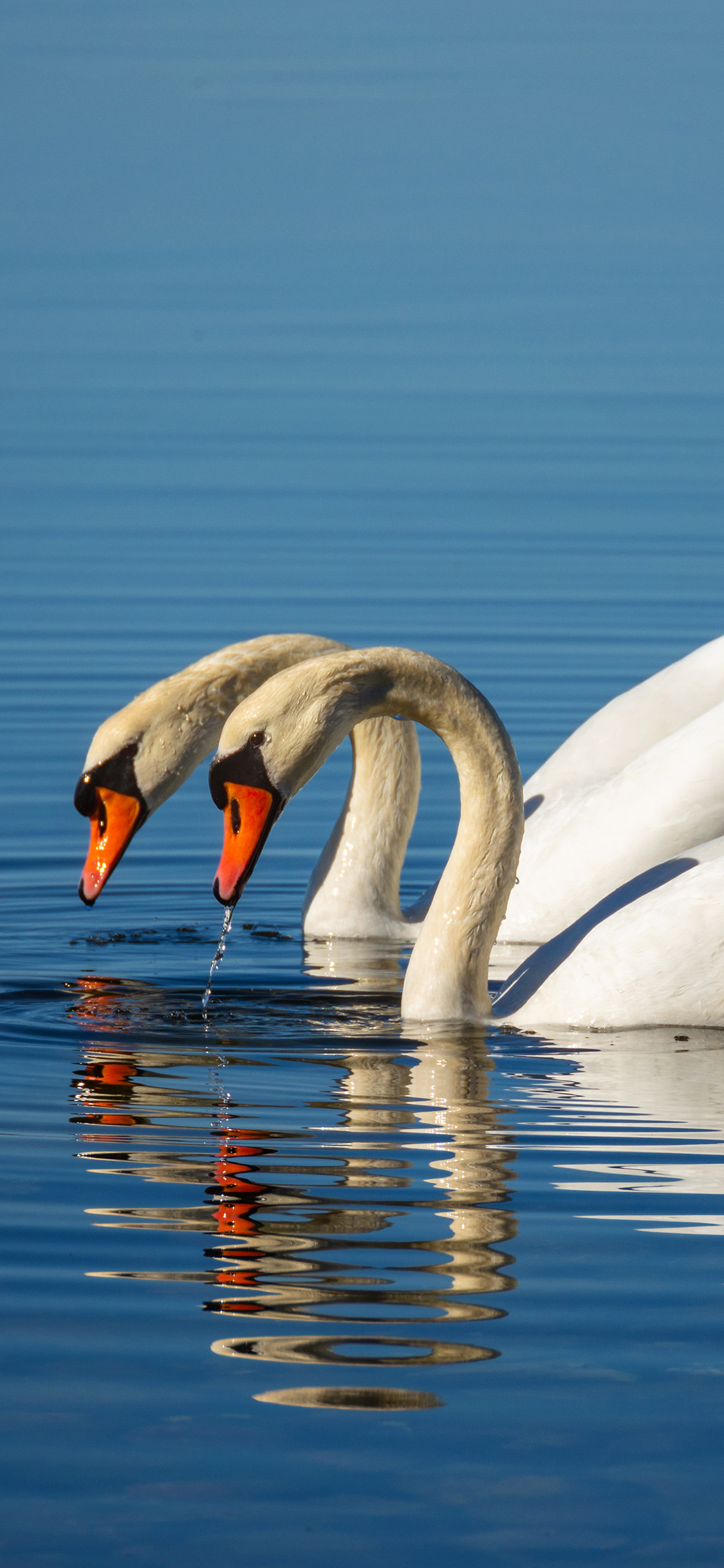 [2436×1125]天鹅 湖水 翅膀 羽毛 蓝色 倒影 苹果手机壁纸图片