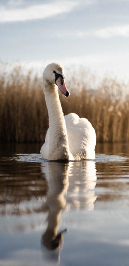 [2436x1125]天鹅 湖水 芦苇 倒影 翅膀 苹果手机壁纸图片