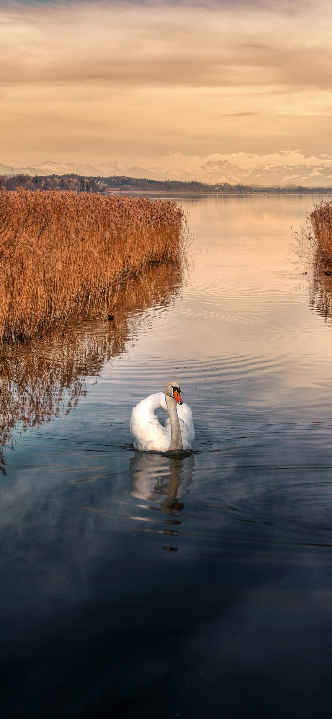 [2436×1125]天鹅 湖水 芦苇 雪山 苹果手机壁纸图片