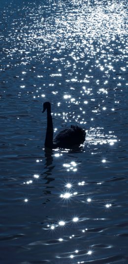 [2436x1125]天鹅 湖水 蓝色 波光粼粼 唯美 苹果手机壁纸图片