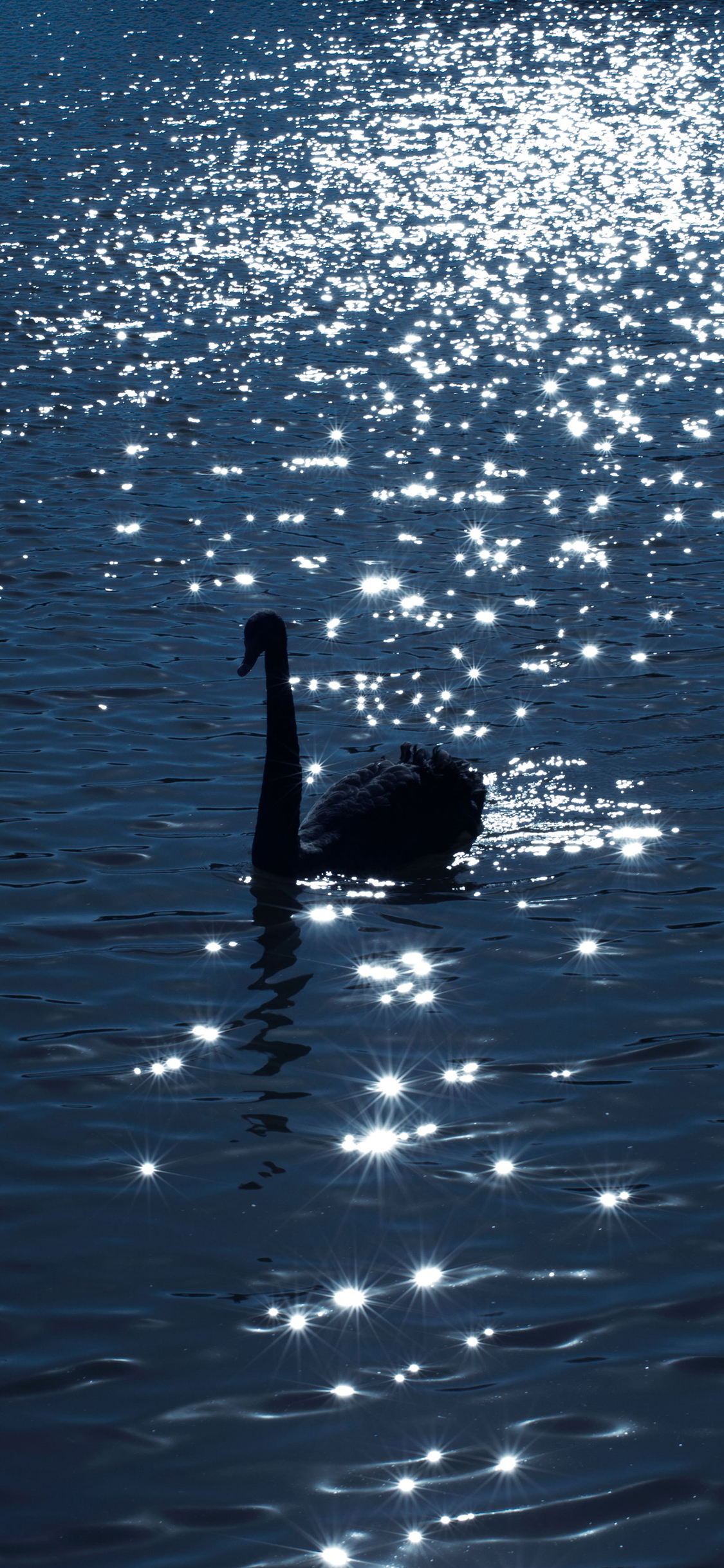 [2436×1125]天鹅 湖水 蓝色 波光粼粼 唯美 苹果手机壁纸图片