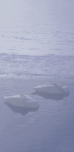 [2436x1125]天鹅 湖水 蓝色 羽毛 苹果手机壁纸图片
