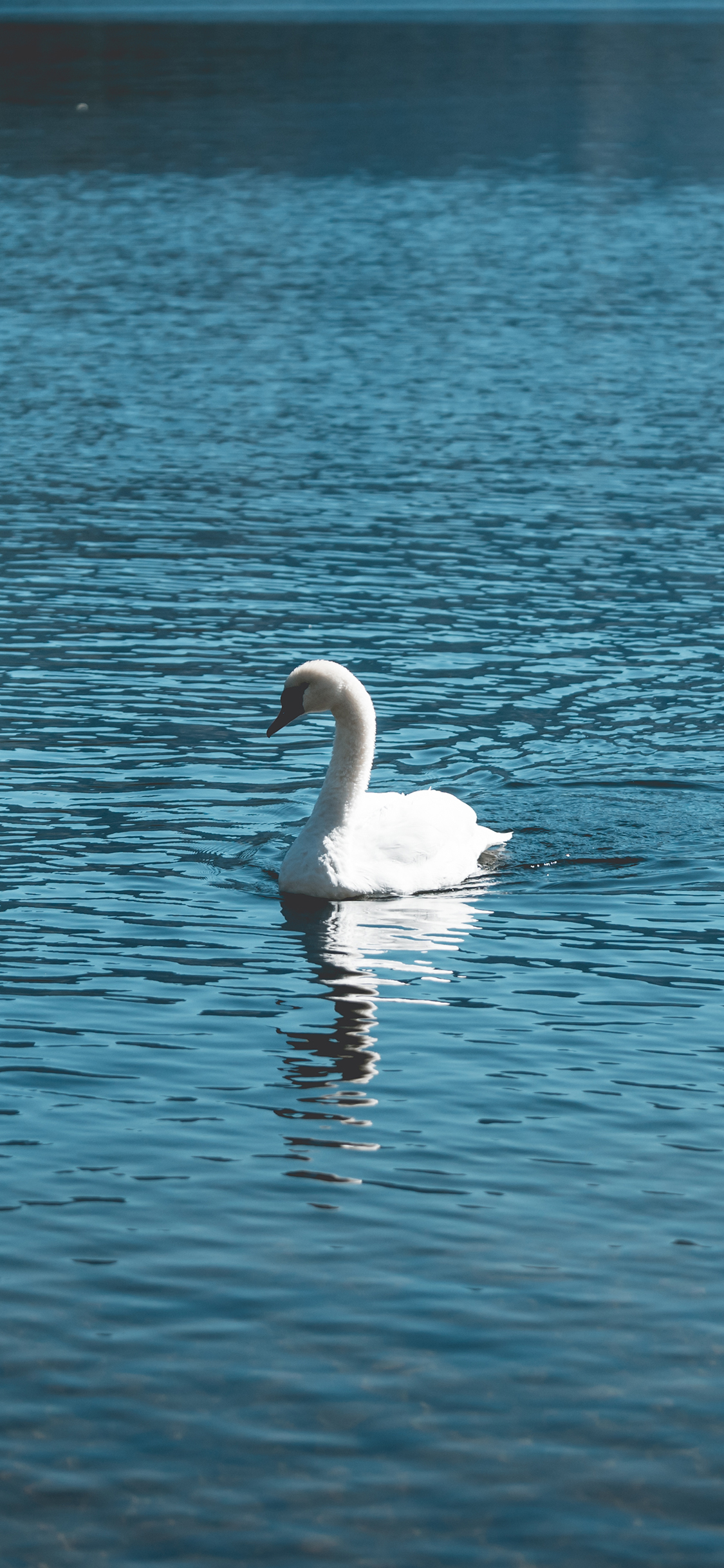 [2436×1125]天鹅 湖水 蓝色 羽毛 倒影 苹果手机壁纸图片