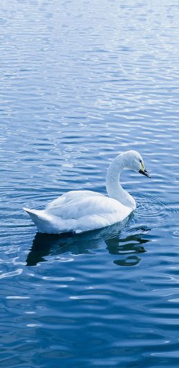 [2436x1125]天鹅 湖水 蓝色 羽毛 美丽 苹果手机壁纸图片