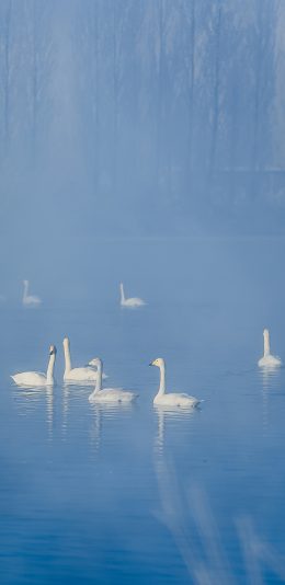 [2436x1125]天鹅 湖水 蓝色 雾气 朦胧 苹果手机壁纸图片